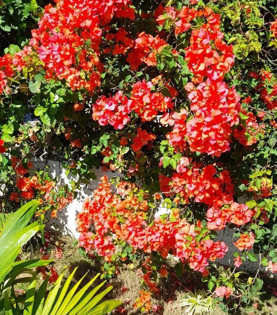 Bed & Breakfast Grace Garden Guesthouse By Eminence Ent Ocho Rios